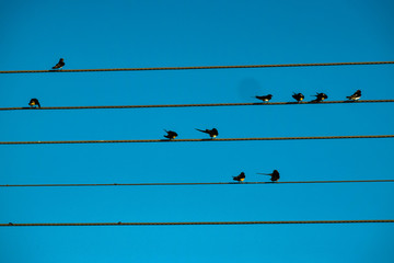 Wild birds sitting in Cyprus