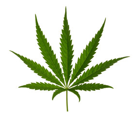 Marijuana leaf isolated on white without shadow