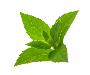 Mint leaves isolated without shadow