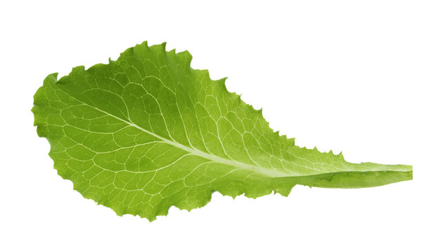 Green lettuce leaf isolated without shadow
