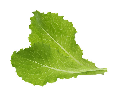Green lettuce leaf isolated without shadow