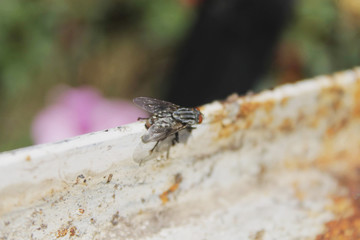 dragonfly on leaf