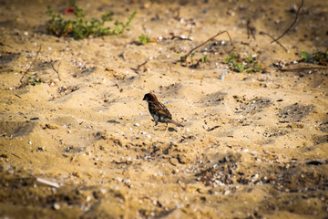 Wild birds sitting in Cyprus