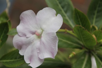 Obraz premium flower in the garden