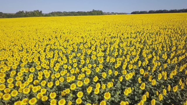Field of blooming sunflowers on a windy sunny day