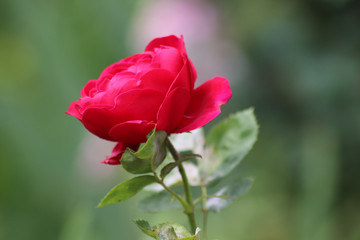 Red rose flora photo
