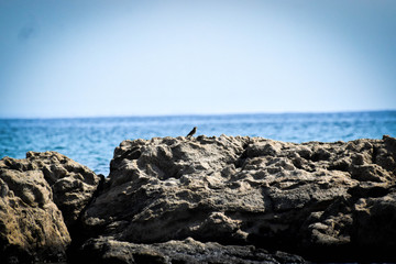 Wild birds sitting in Cyprus