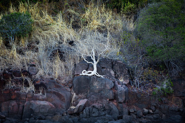 a tree with a white exposed roots grows on a cliff in Australia
