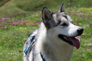 Alaskan Malamute