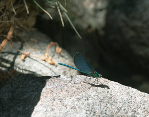 Blue dragonfly on a stone, illuminated by a ray of sun