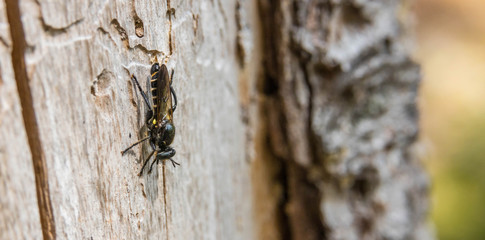 Wildbiene am Stamm