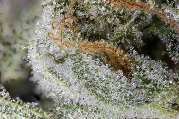 Makro Cannabisblüten mit Trichomen