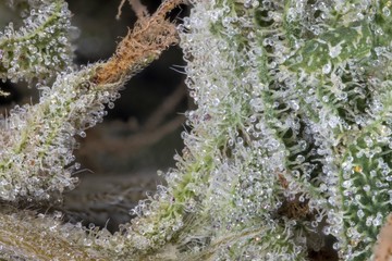 Makro Cannabisblüten mit Trichomen