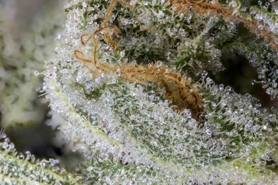 Makro Cannabisbl&uuml;ten mit Trichomen