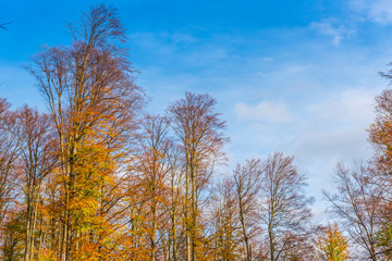 Landscape in the forest in autumn season