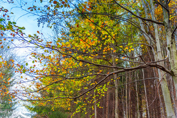 Landscape in the forest in autumn season