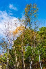 Obraz na płótnie Canvas Landscape in the forest in autumn season