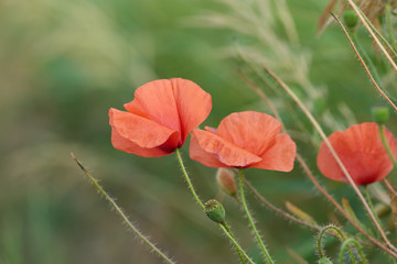 Close up of red poppy flowers. Soft focus. Copy space. 