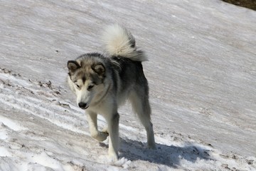 Fototapeta premium Alaskan Malamute