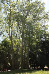 flowers pink green purpuple black white