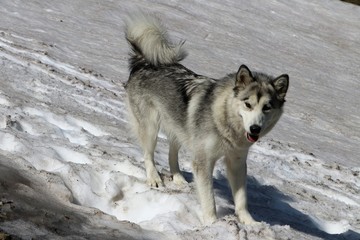 Alaskan Malamute