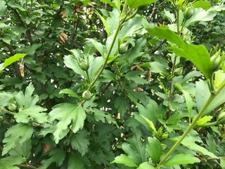 plant in the garden