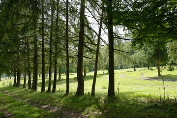 Obraz premium Row of dark trees