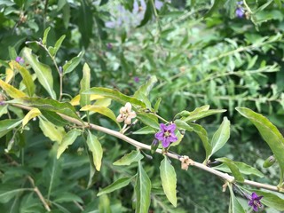 flowers in the garden