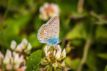 Blue butterfly on a wildflower in a grass at summer
