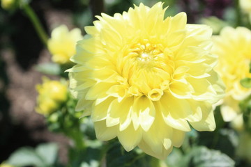 flowers pink green purpuple black white