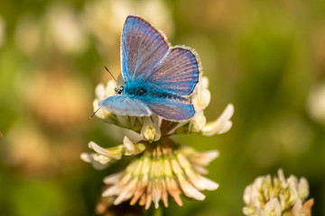 Blue butterfly on a wildflower in a grass at summer