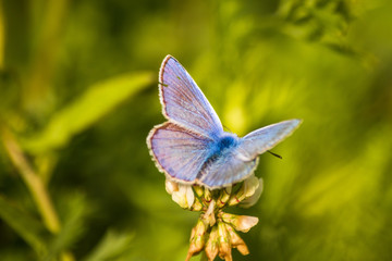 Blue butterfly on a wildflower in a grass at summer