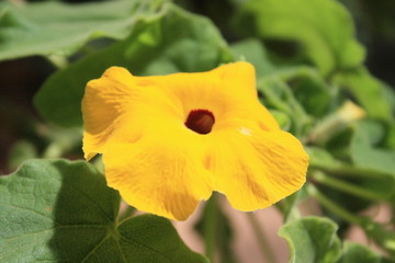 fleurs jardin terre europe france rhone lyon