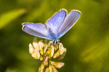 Blue butterfly on a wildflower in a grass at summer