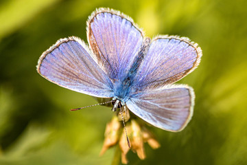 Blue butterfly on a wildflower in a grass at summer