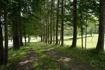 Obraz premium row of trees along car path