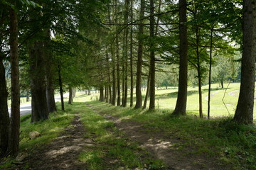 row of trees along car path