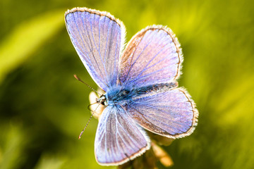 Blue butterfly on a wildflower in a grass at summer