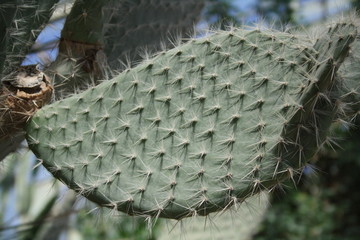 fleurs jardin terre europe france rhone lyon