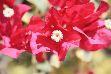 fleurs jardin terre europe france rhone lyon