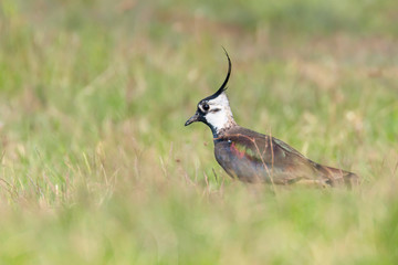 Lapwing, Northern Lapwing in the grass (Vanellus vanellus) Peewit