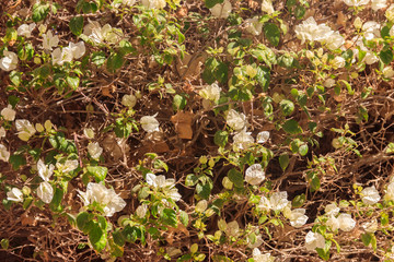Beautiful blooming bougainvillea in garden
