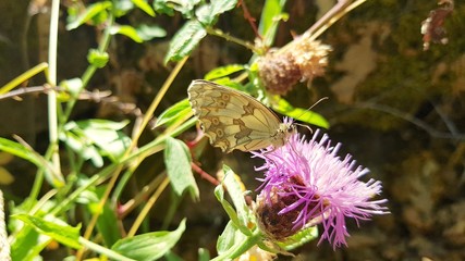 Butterfly perched on a flower