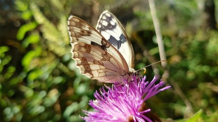 Butterfly perched on a flower