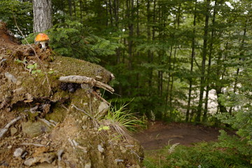 mushroom on tree stump