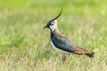 Lapwing, Northern Lapwing in the grass (Vanellus vanellus) Peewit