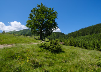 Carpathian mountain summer country landscape