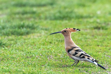 Hoopoe, Common Hoopoe (Upupa epops) Eurasian Hoopoe