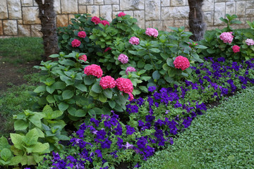 Fototapeta na wymiar Beautiful flowers grow in the garden near the house