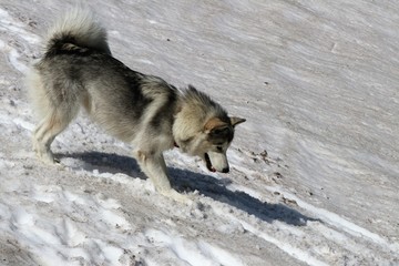 Fototapeta premium Alaskan Malamute